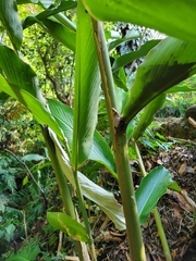Etlingera venusta, photograph (c) Jake Rehage, some rights reserved (CC BY)