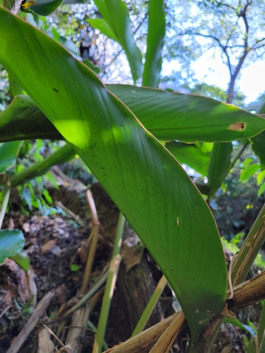 Image of Etlingera venusta by (c) Jake Rehage, some rights reserved (CC BY)