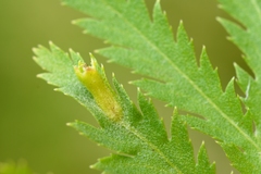 Rhopalomyia tanaceticola