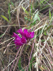 Allium dichlamydeum
