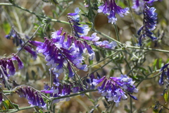 Vicia villosa
