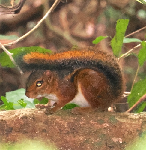 Fire-footed Rope Squirrel