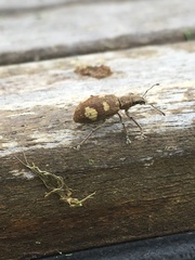 Mimographus
