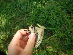 Papilio ornythion ornythion