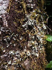 Heterodermia leucomelos