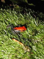 Ranitomeya reticulata