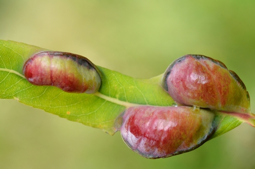 Pontania vesicator