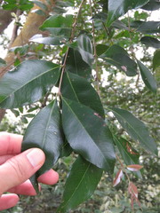 Syzygium formosanum