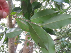 Syzygium formosanum