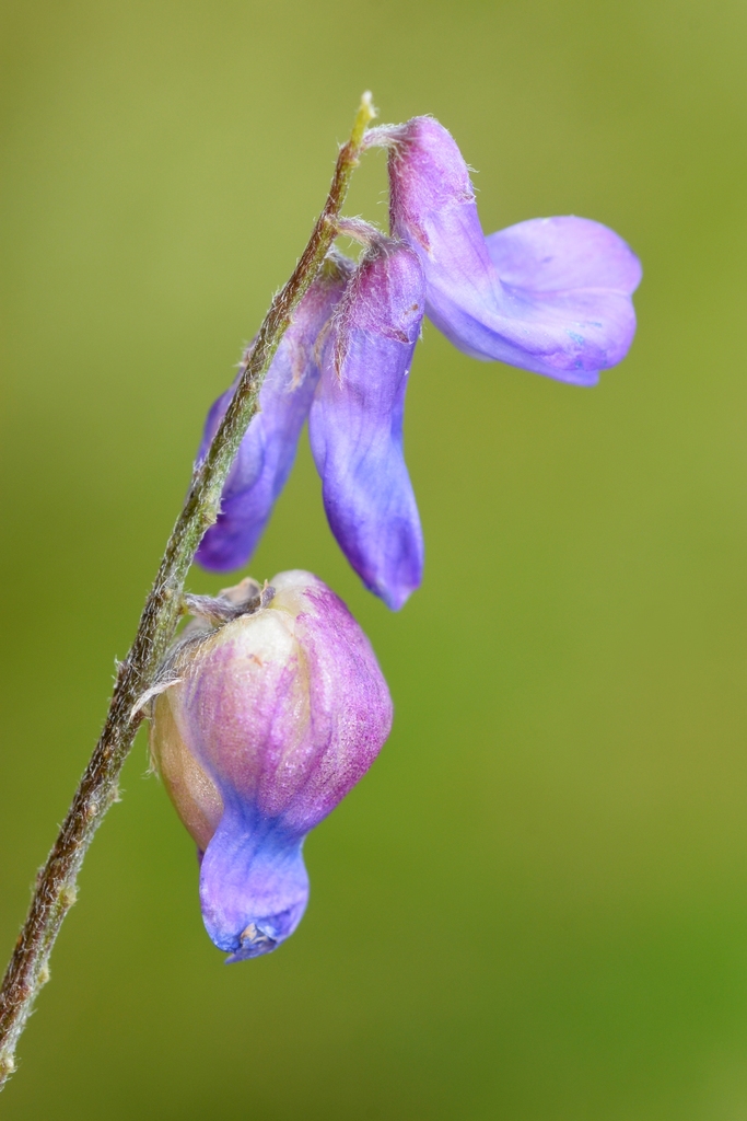 Contarinia craccae