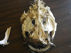 Pylodictis olivaris