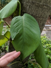 Monsteroideae