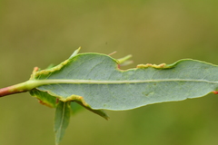 Aculus