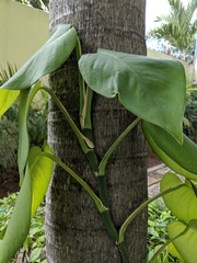 Monsteroideae