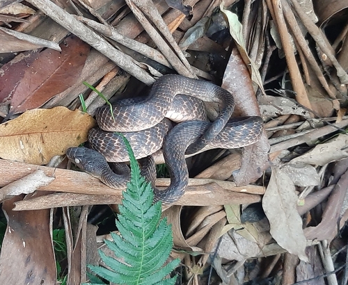 Brown Tree Snake sighting