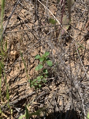 Acanthomintha ilicifolia