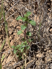 Acanthomintha ilicifolia