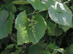Vitis berlandieri