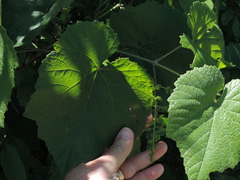 Vitis berlandieri