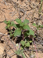 Acanthomintha ilicifolia