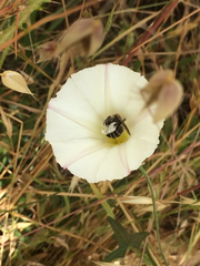 Diadasia bituberculata