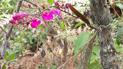 Comparettia falcata