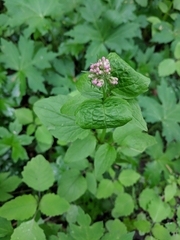 Valeriana pauciflora