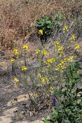 Erysimum capitatum angustatum