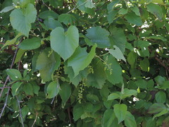 Vitis berlandieri