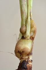 Aulacidea tragopogonis