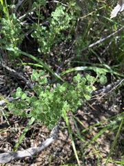 Clinopodium chandleri