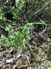 Clinopodium chandleri