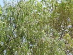 Schinus molle