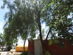 Schinus molle