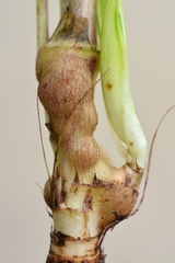 Aulacidea tragopogonis