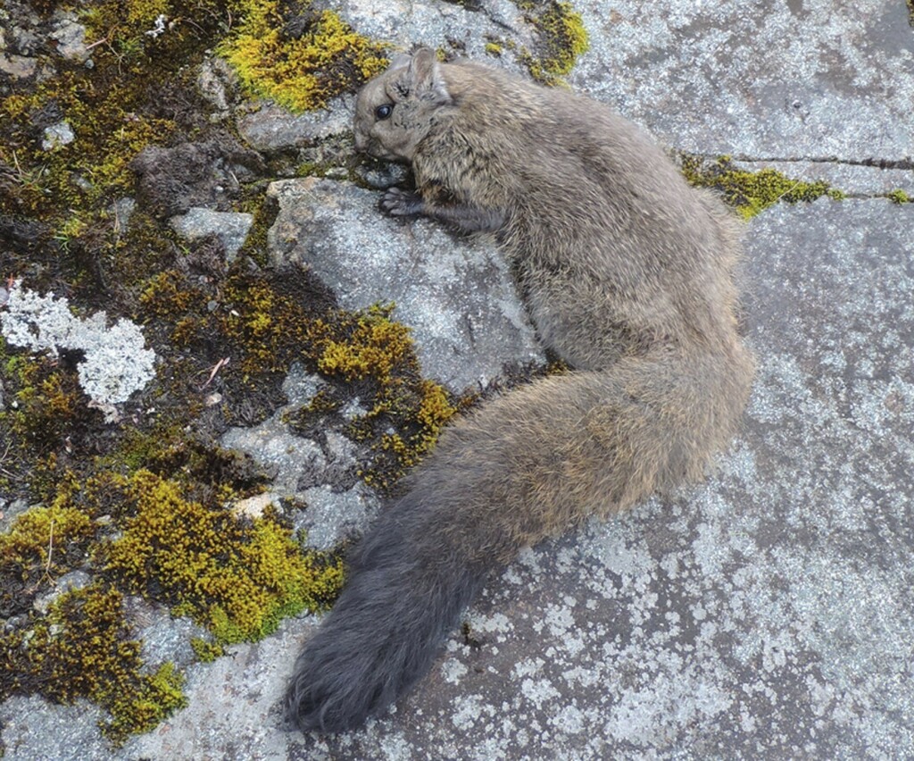 Yunnan Woolly Flying Squirrel