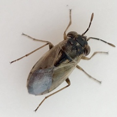 Geocoris pallens