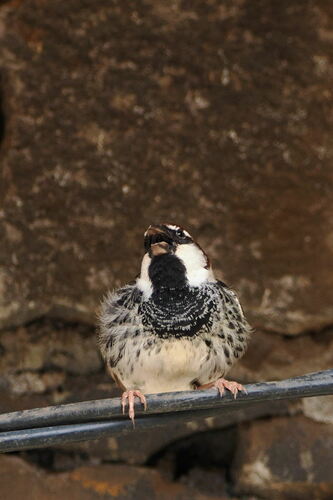 Spanish Sparrow (Passer hispaniolensis), photo 6