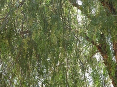 Schinus molle