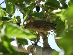 Haemorhous mexicanus