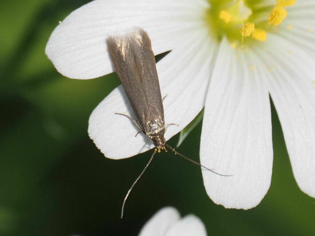 stitchwort case-bearer