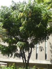 Brownea grandiceps