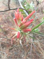 Castilleja tenuiflora