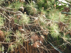 Pinus greggii