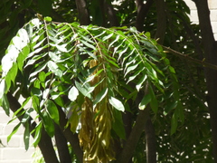 Brownea grandiceps