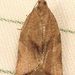 Orange Tortrix Moth - Photo (c) Dick, some rights reserved (CC BY-NC-SA)