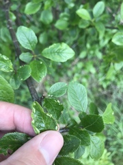 Eriophyes similis