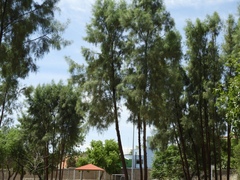 Tamarix aphylla