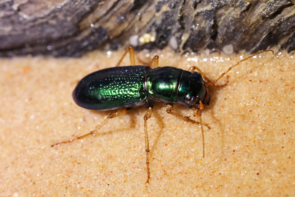 Pseudotetracha cylindrica