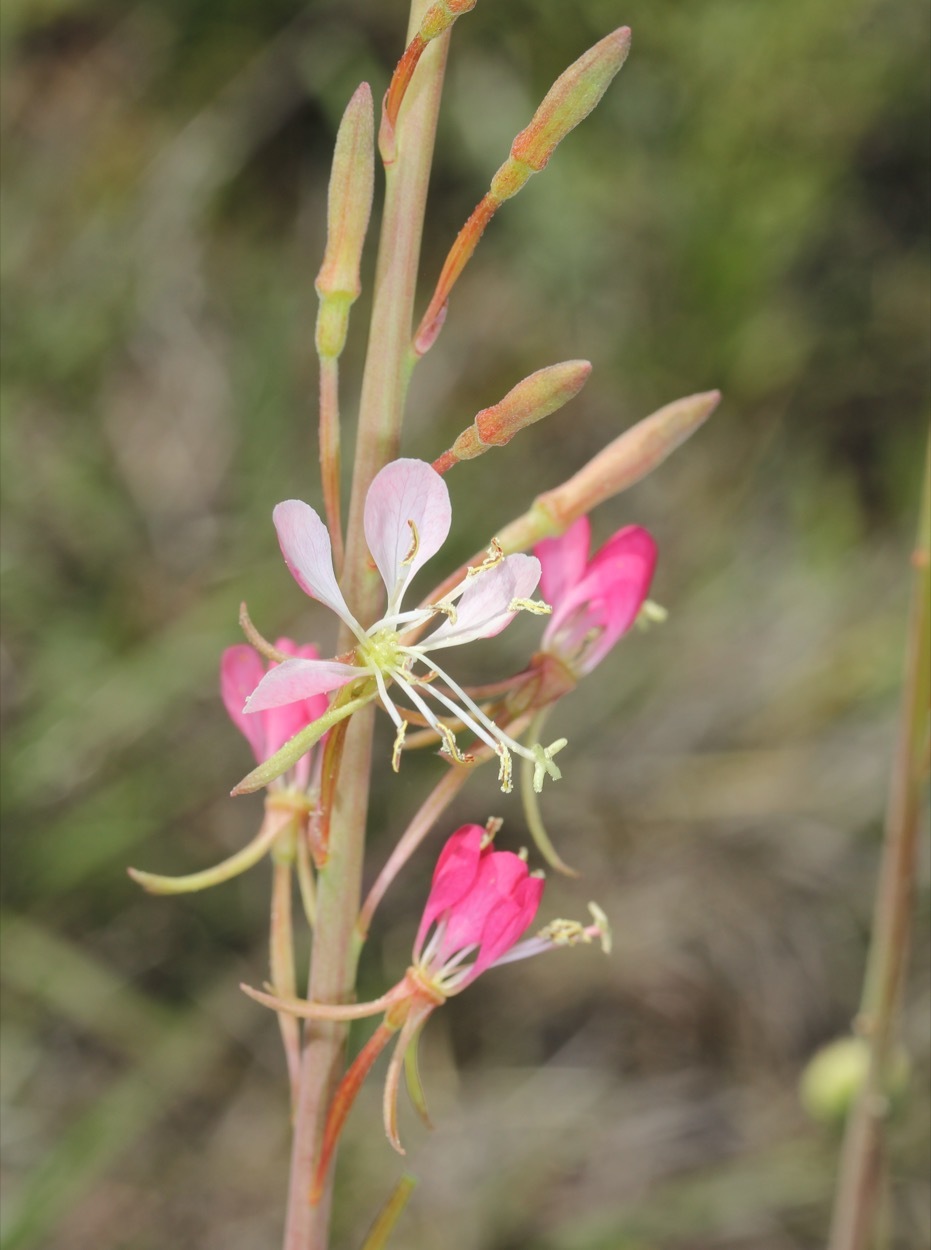 Oenothera calcicola